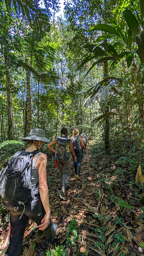 Hiking through the Amazon rainforest with Unruly Travel group trips at Unruly Travel Group Trips - Asheville in Asheville