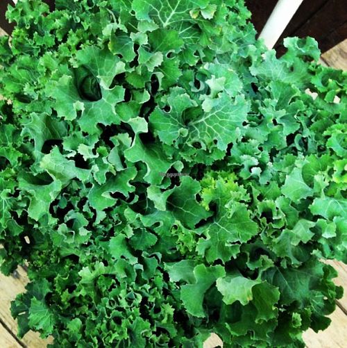 Kale, fresh from the garden at Pie in the Sky in Otego