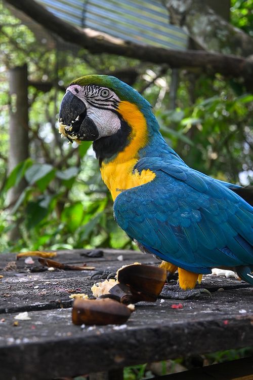 Rescued parrot enjoying a a snack in Peru at Unruly Travel Group Trips - Berlin in Berlin