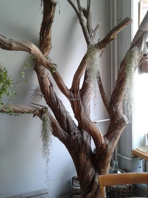 Yes an inside tree! at Charlie's Vegan Food & Coffee in Berlin