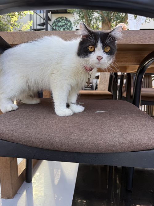 Cafe kitty   at OZ restaurant in Kuta