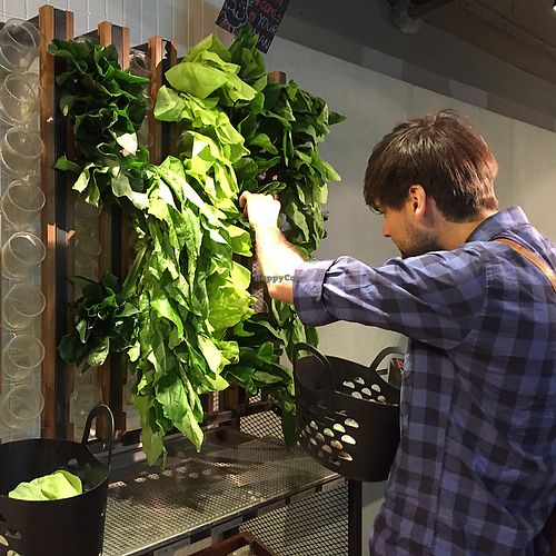 Picking fresh veggies from the wall  at Vege Creek 蔬河 - Eslite DunNan in Taipei