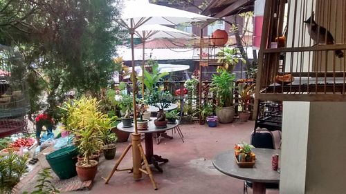 plants - birdcages at Same Same Restaurant and Guesthouse in Luang Prabang