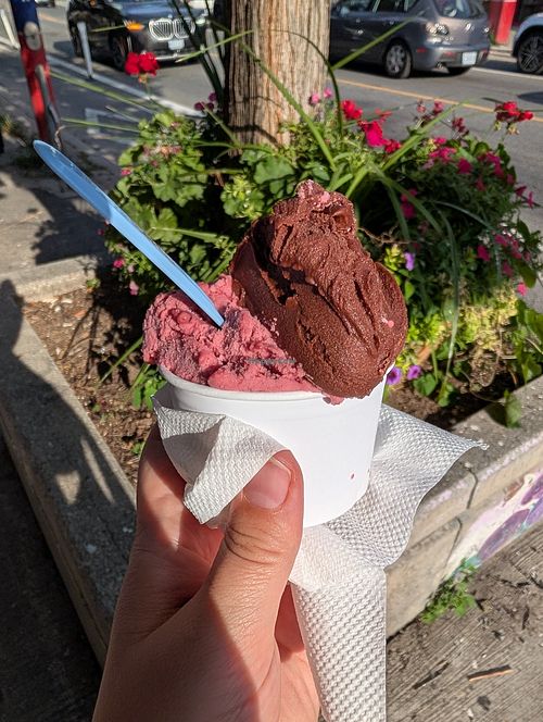 Medium cup with field berry and dark chocolate, an amazing combo at Gelateria Dolce Mia Bloor in Toronto