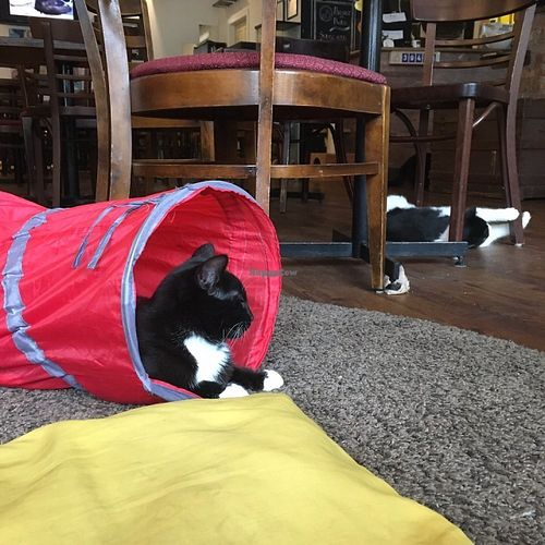 Cafe Chat L'Heureux at Happy Cat Cafe - Chat l'heureux in Montreal