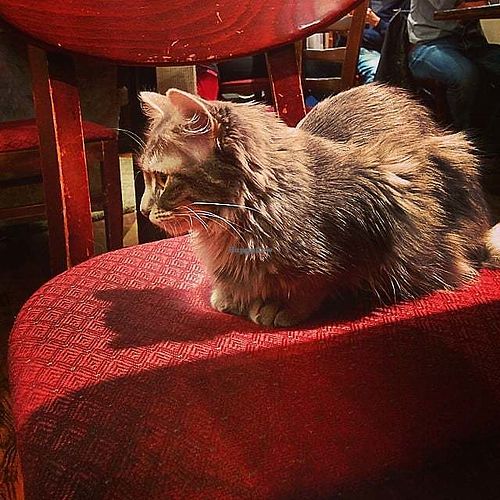 Cafe Chat L'Heureux at Happy Cat Cafe - Chat l'heureux in Montreal