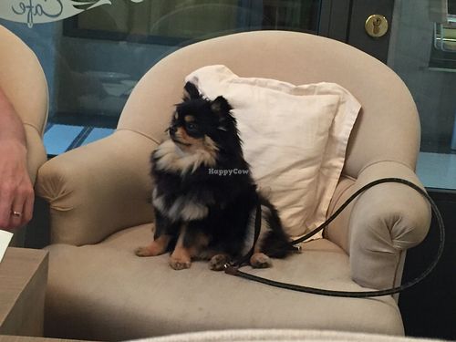 Pets welcome  at MyRaw Cafe in Prague