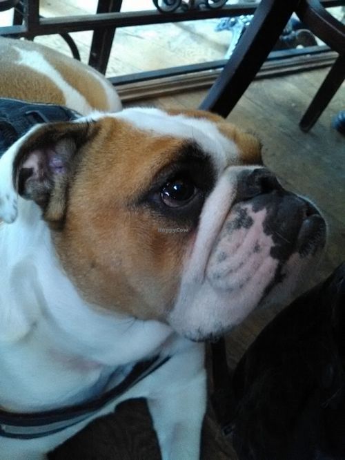 Les chiens sont les bienvenus !
Dogs are welcome ! at Brasserie LoLa in Paris