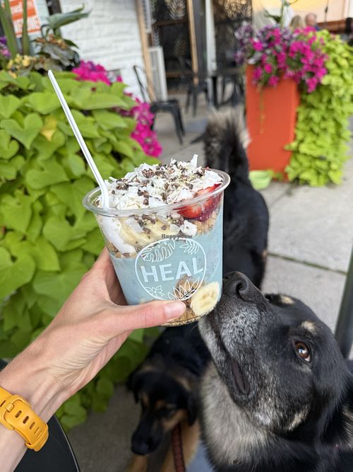 Blue Magic Superfood Bowl on the dog friendly patio!  at HEAL Wellness - Burlington in Burlington