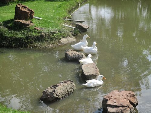 Ducks bathing at the sun at Govinda - Midrand in Johannesburg
