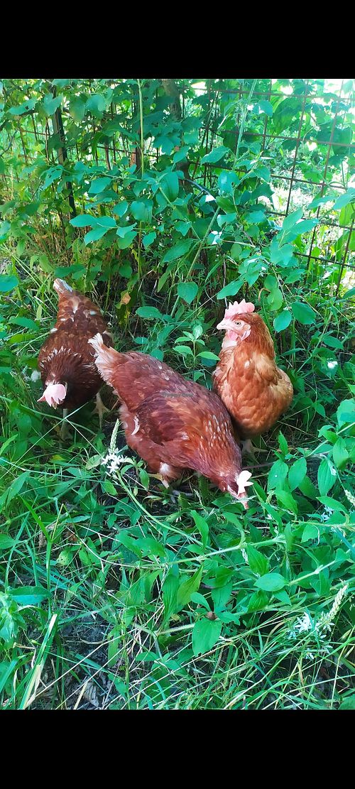  at B&B Naturin - Vegan Eco Farm in Piedmont