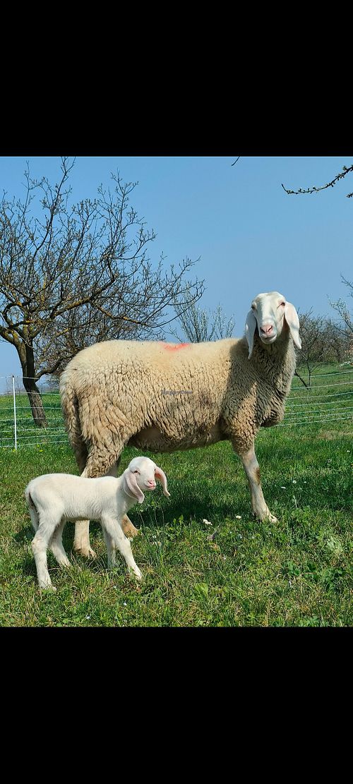  at B&B Naturin - Vegan Eco Farm in Piedmont