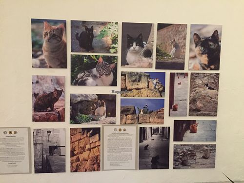 animal charities  at El Vergel Veggie Restaurant in Tarragona