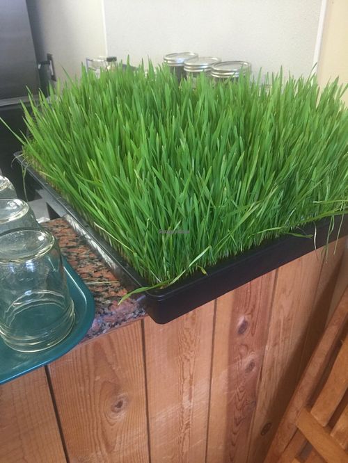 Live food at Easy Living Foods in Novato