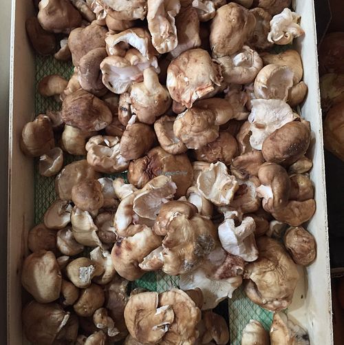 organic shiitake mushrooms at Etenoha in Torremolinos