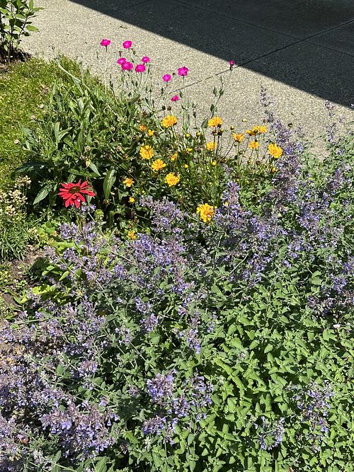Flowers outsidee  at Natural Food Store in Niantic