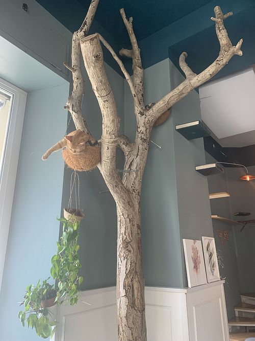 Romeo in his favorite spot at Romeow Cat Bistrot in Rome