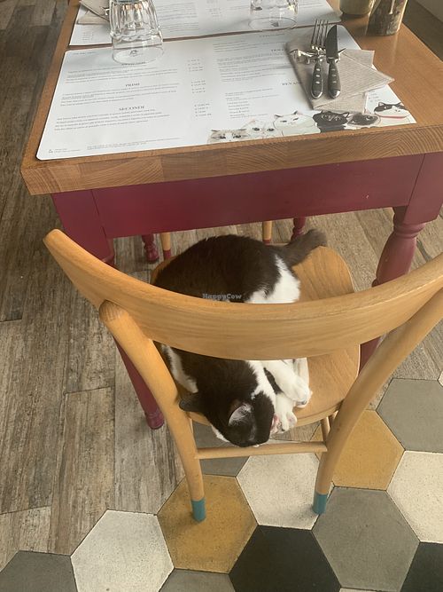 Nap time  at Romeow Cat Bistrot in Rome