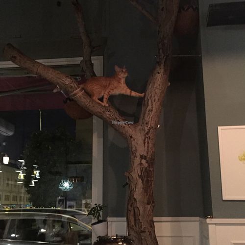 indoor tree at Romeow Cat Bistrot in Rome