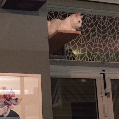 cat watching over the restaurant  at Romeow Cat Bistrot in Rome