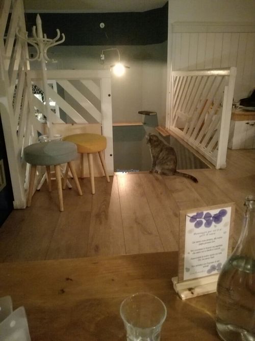 lamú at Romeow Cat Bistrot in Rome