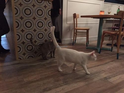 Cats at Romeow Cat Bistrot in Rome