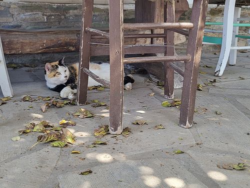 One of his 2 cats, Kitty 10 years old at Andriakon in Andros