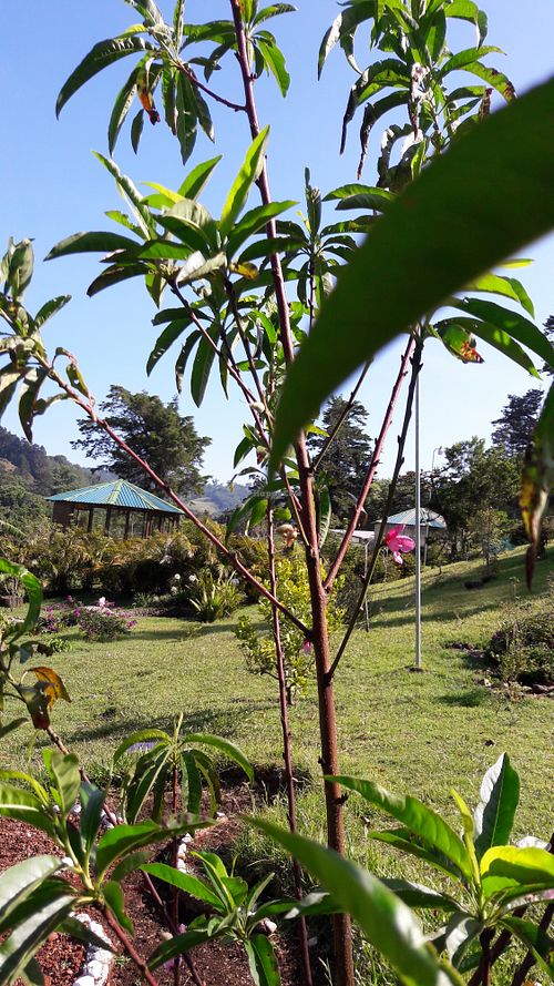 Garden and meditation room at Puerta de Jade in Alajuela