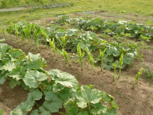 Garden at La Piccolina Organic Farm in Garzon