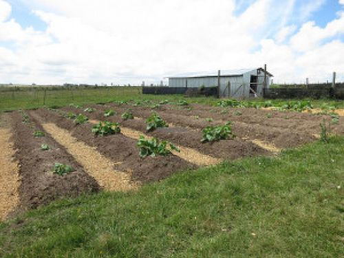 Squash field at La Piccolina Organic Farm in Garzon