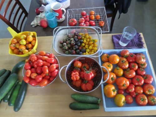 Tomatoes at La Piccolina Organic Farm in Garzon