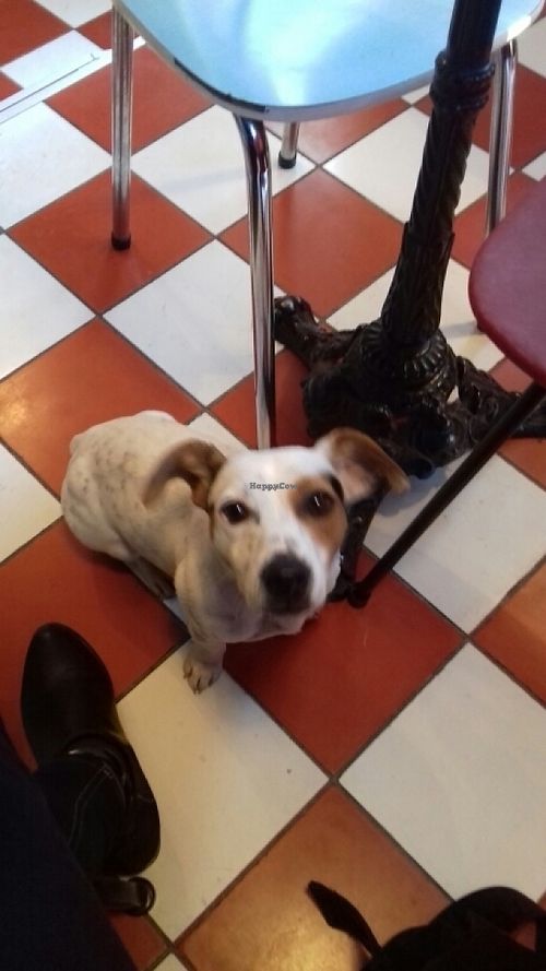 the dog  at Pancake Fever in Caen