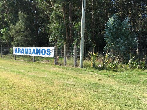 Blueberries in Spanis at Arandanos in Punta Del Este