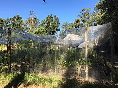 Chili garden at Arandanos in Punta Del Este