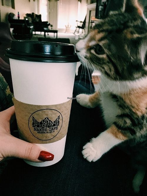 A kitty with a craving for some organic coffee at Naked Cafe in Kelowna