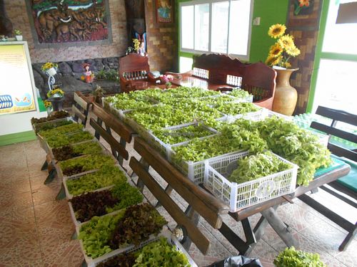 Ban Chlorophyll Salad and Vegetarian  at Ban Chlorophyll in Pattaya