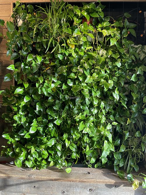 Wow A+ Healthy Plants  at VegeNation in Las Vegas