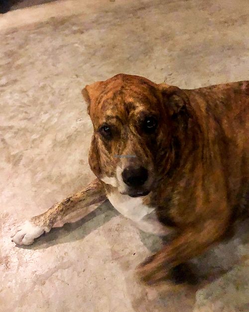 Babaloo at Babaloo Restaurant and Uma's Kitchen in Koh Tao