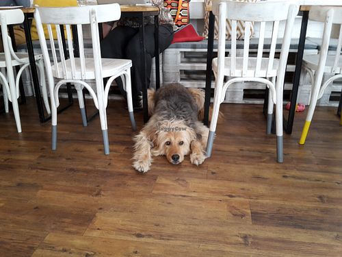 The cutest dog working in any Cafe in the World at Naspolya Nassolda in Budapest