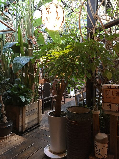 Plants in the restaurant  at SanChon Korean Temple Cooking - 산촌 사찰음식전문점 in Seoul
