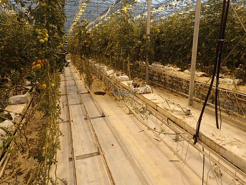 Row of tomato plants viewed from one of the dinner tables. at Fridheimar in Reykholt