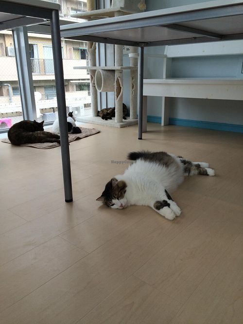 グルメ猫カフェ at Gourmet Neko Cafe in Kagoshima