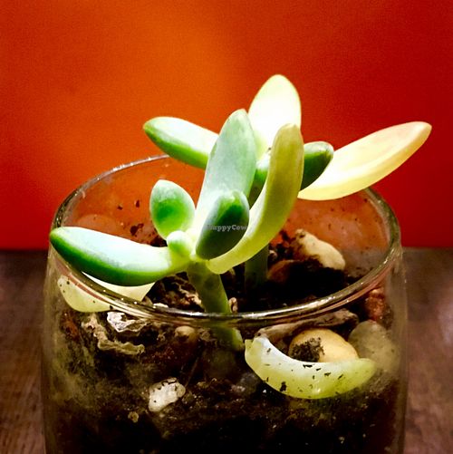 adorable plant on table; orange chairs! at Herban Fix Vegan Kitchen in Atlanta