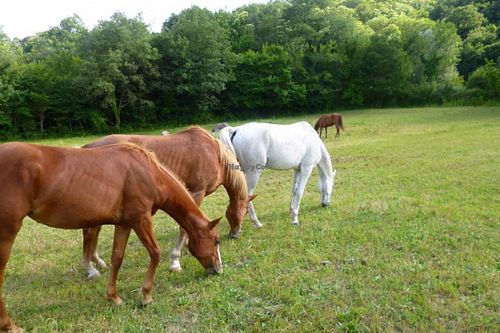 Horses at Torre Morgana in Umbertide