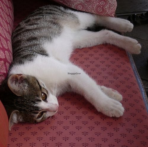 Outside we were joined by this little fella! at Kafe Leila in Tbilisi