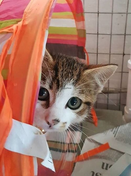 Farplace at Farplace Charity Rescue - Newcastle upon Tyne in Newcastle Upon Tyne