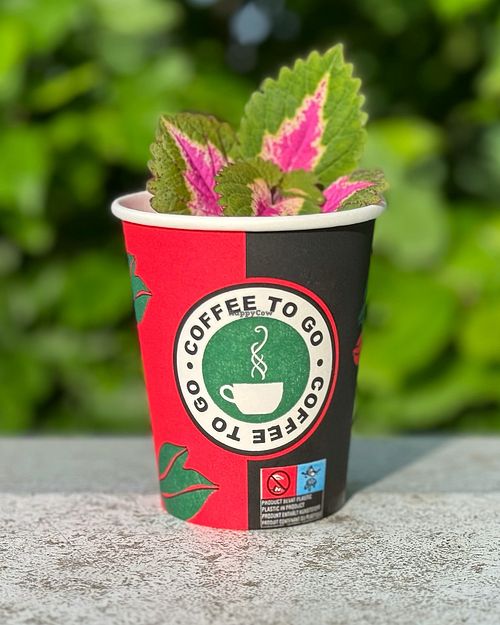 The geve me a cutting of their beautiful coleus at Ronja in Muelheim