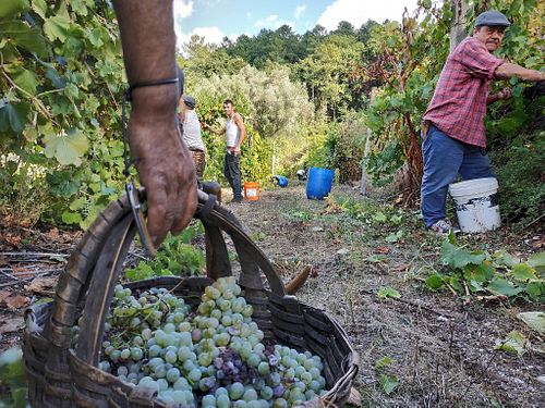 fresh fruit at Pousadela in Amarante