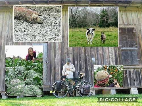 Collage of pics from a busy day : ) at Natural Living Food Co-op and Cafe in League City