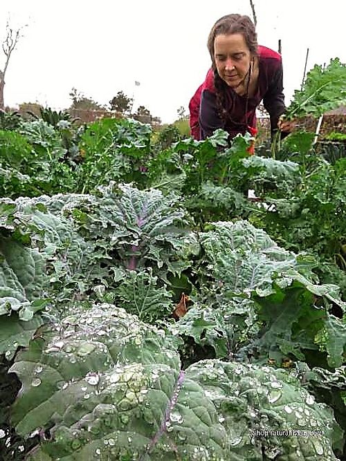 Store Owner Lisa Piper picking greens for produce shares  at Natural Living Food Co-op and Cafe in League City